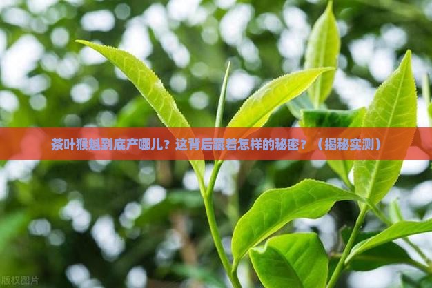 茶叶猴魁是哪里出产的