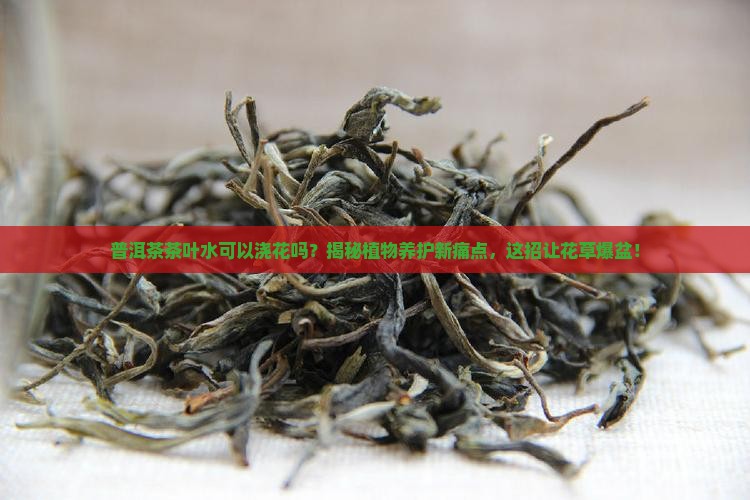 普洱茶茶叶水可以浇花吗