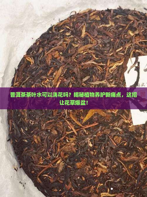 普洱茶茶叶水可以浇花吗
