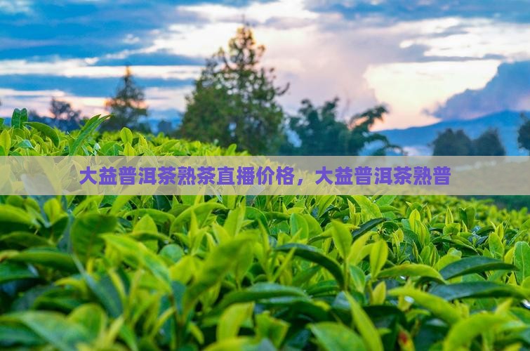大益普洱茶熟茶直播