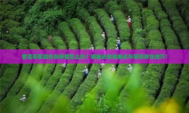 普洱茶家庭仓杂味重怎么办