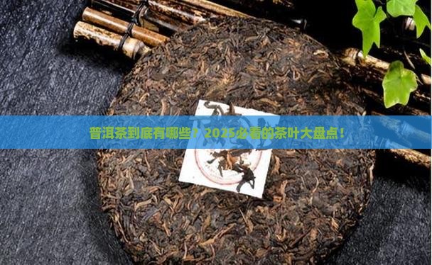 普洱茶有哪些茶叶