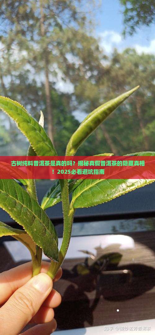 古树纯料普洱茶是真的吗