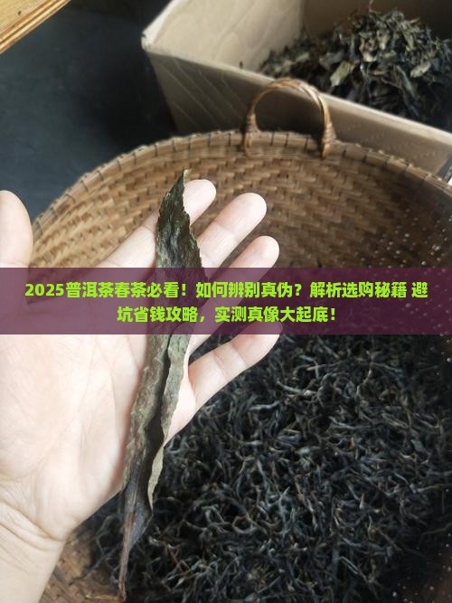 普洱茶春茶怎么辨别