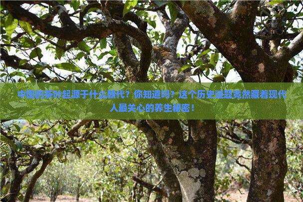 中国的茶叶起源于什么朝代