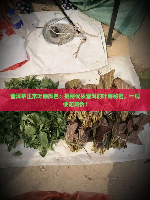 普洱茶正常叶底颜色