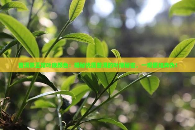 普洱茶正常叶底颜色