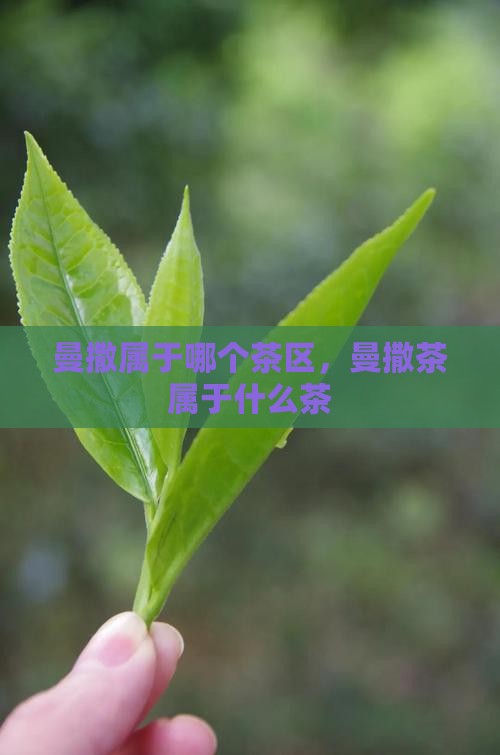 曼撒属于哪个茶区