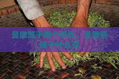曼撒属于哪个茶区