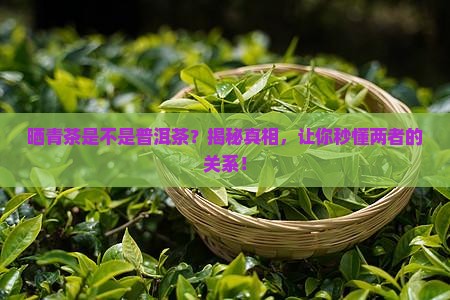 晒青茶是不是普洱茶