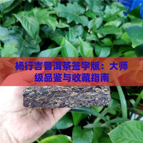 杨行吉普洱茶签字版