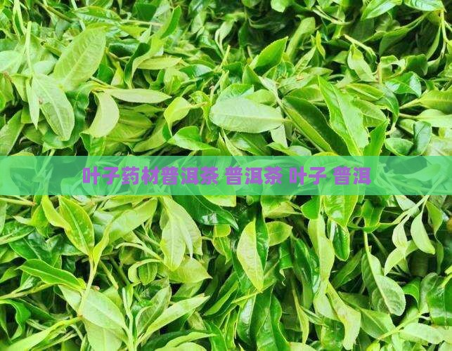 叶子药材普洱茶