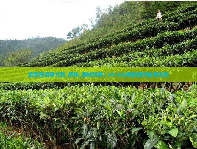 金融普洱茶大跌