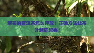 新买的普洱茶怎么存放