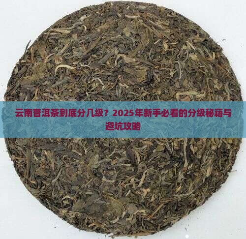 云南普洱茶级别
