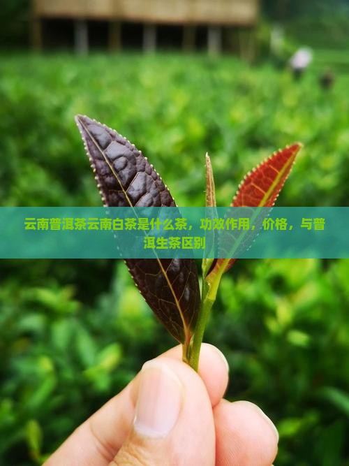 云南普洱茶云南白茶