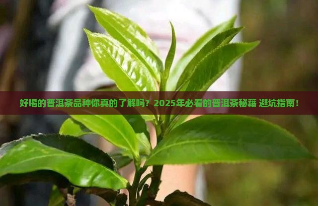 好喝的普洱茶品种大全