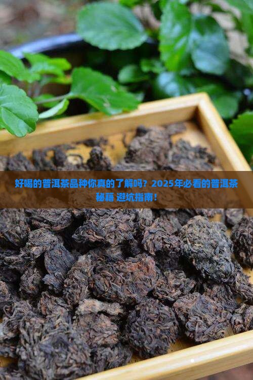 好喝的普洱茶品种大全