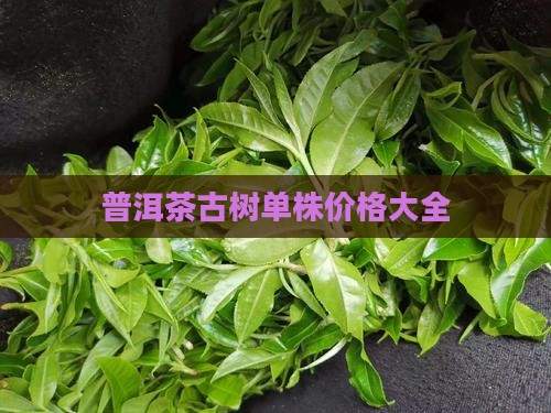 滑竹梁子普洱茶单株价格
