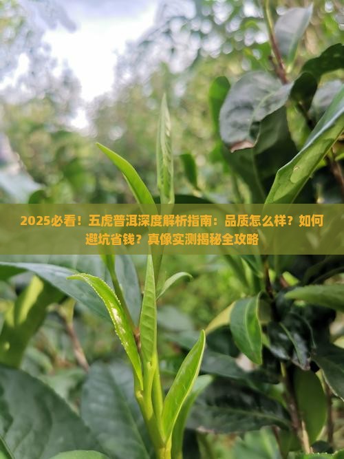 五虎的普洱怎么样