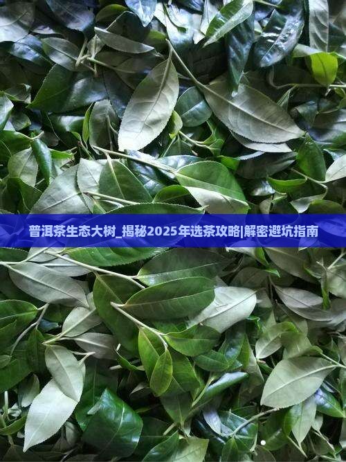 普洱茶生态大树