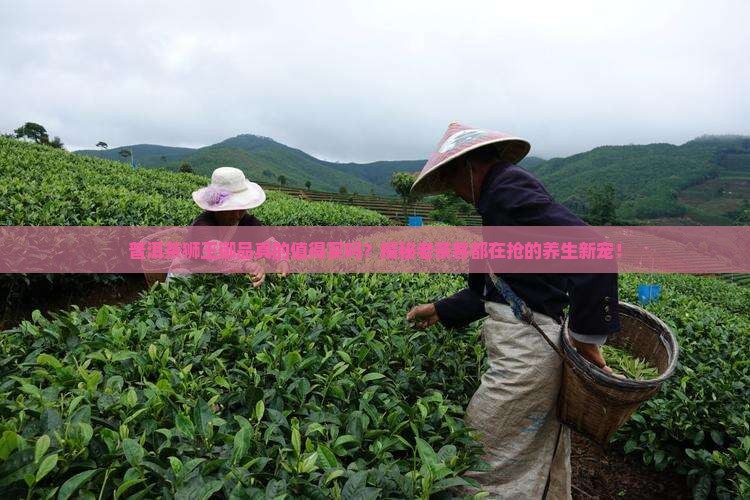 普洱茶狮王御品