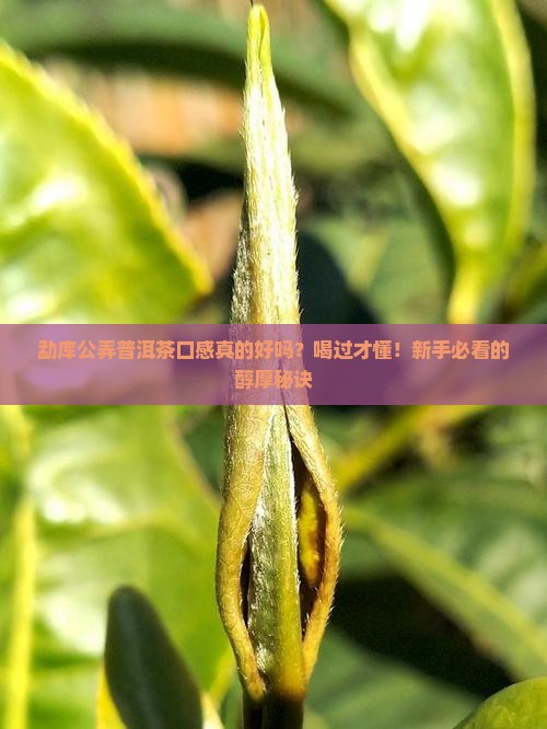 勐库公弄普洱茶口感