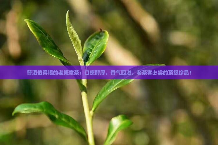 普洱值得喝的老班章茶