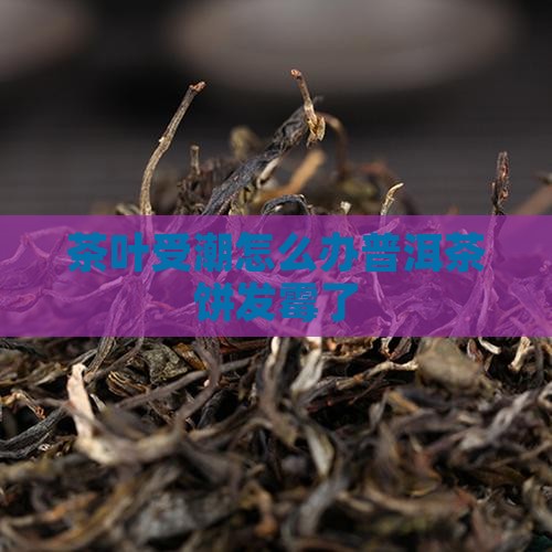 茶叶受潮怎么办普洱茶饼发霉了