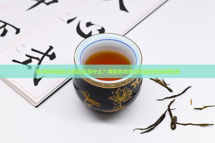 普洱茶种植的主导因素