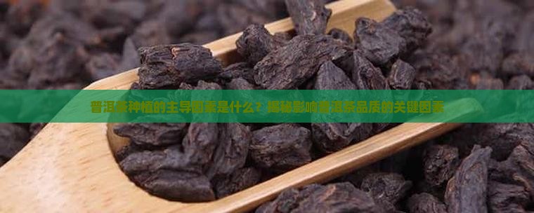普洱茶种植的主导因素