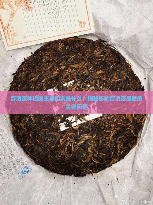 普洱茶种植的主导因素