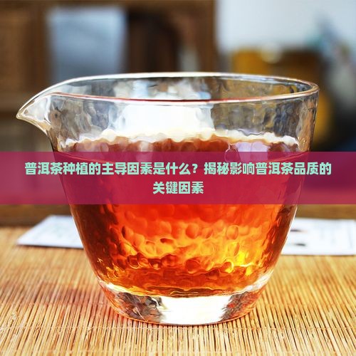 普洱茶种植的主导因素