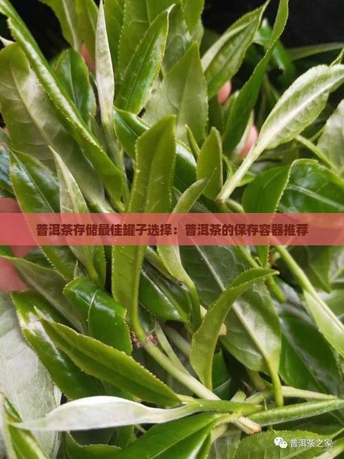 熟普洱茶用什么罐子装