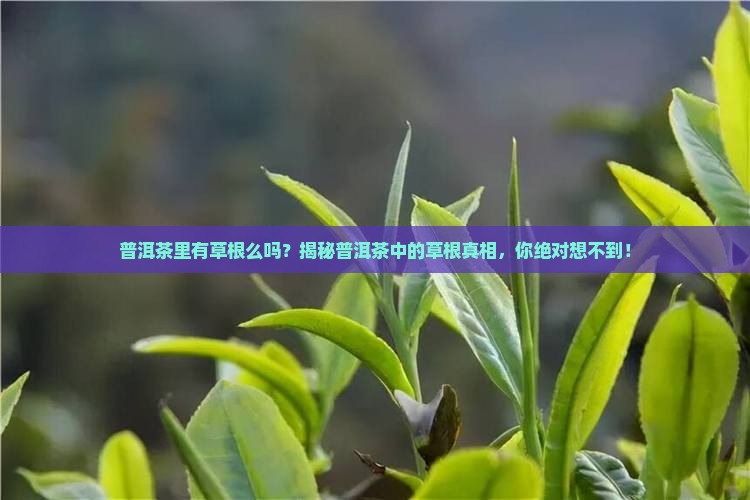 普洱茶里有草根么吗