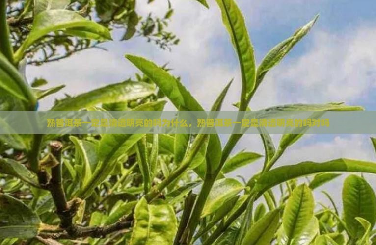 熟普洱茶一定是清透明亮的吗