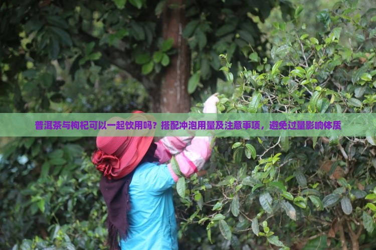 普洱茶与佝杞能在一起泡吗