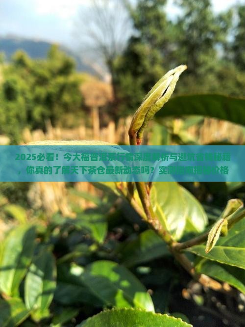 天下茶仓行情网今大福