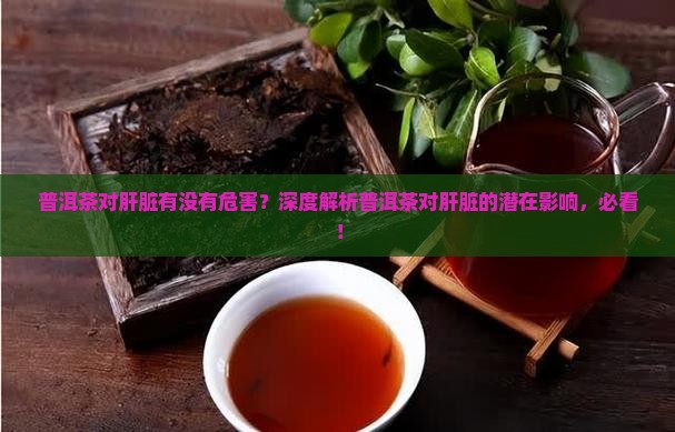 普洱茶对肝脏有没有危害
