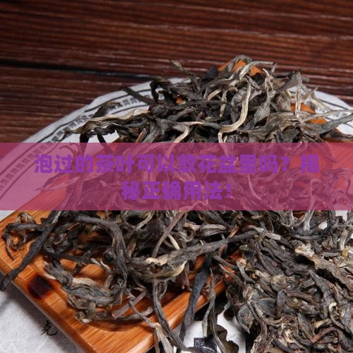 泡过的茶叶可以放花盆里吗