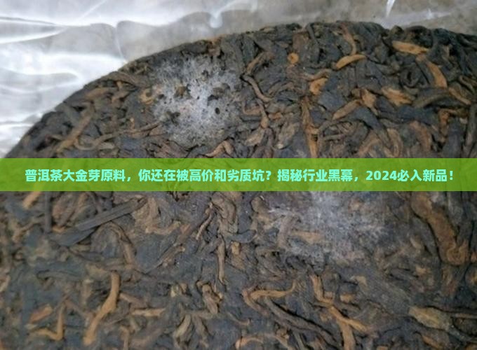 普洱茶大金芽原料