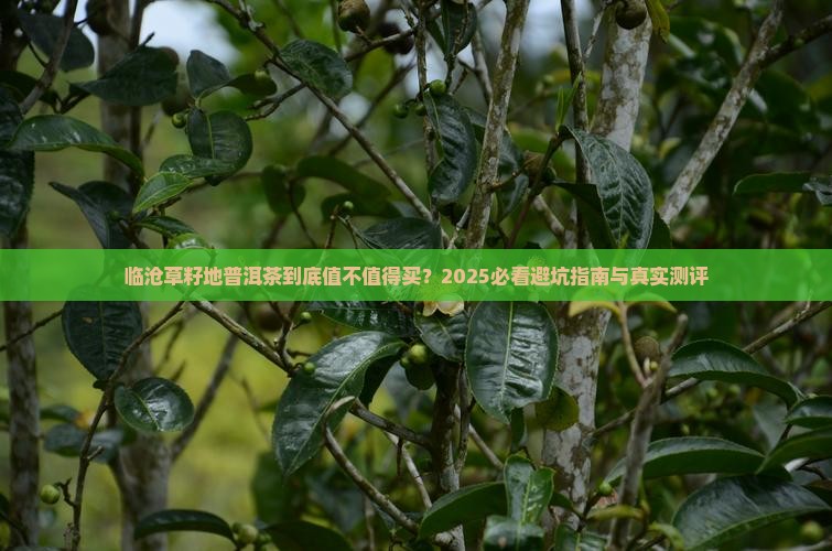 临沧草籽地普洱茶