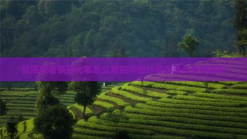 普洱茶老茶转化率怎么算