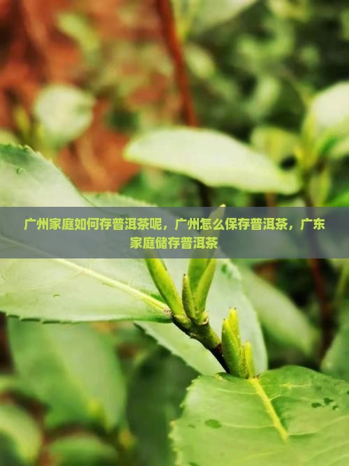 广州家庭如何存普洱茶呢