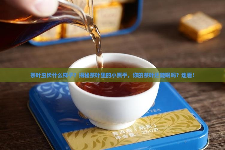茶叶虫长什么样子