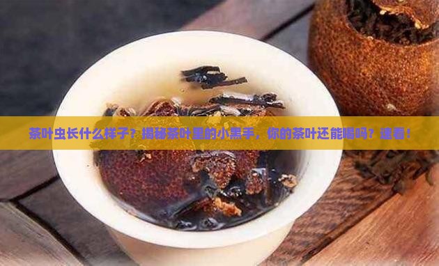 茶叶虫长什么样子