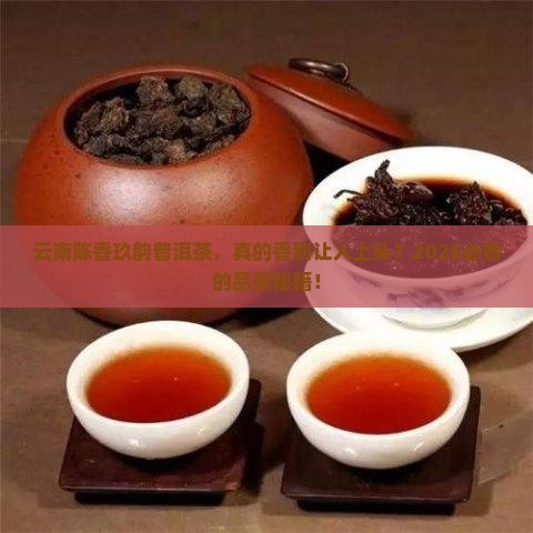 云南陈香玖韵普洱茶