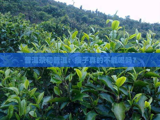 普洱茶瘦子不能喝吗
