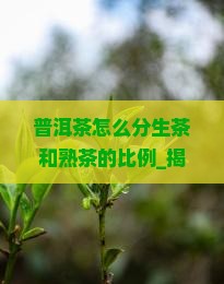 普洱茶怎么分生茶和熟茶的比例