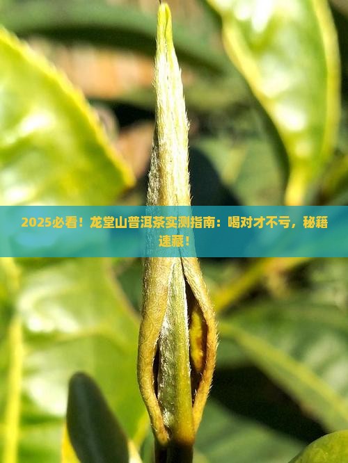 龙堂山普洱茶怎么样喝